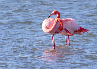 Flamingos